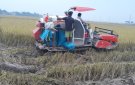 Xã An Nông tập trung thu hoạch lúa mùa và sản xuất vụ đông